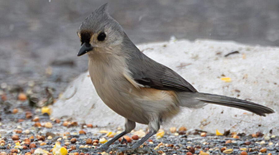 Tufted Titmouse in the parking lot.