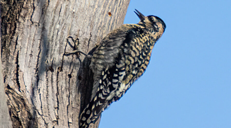 Yellow-bellied Sapsucker on tree trunk.