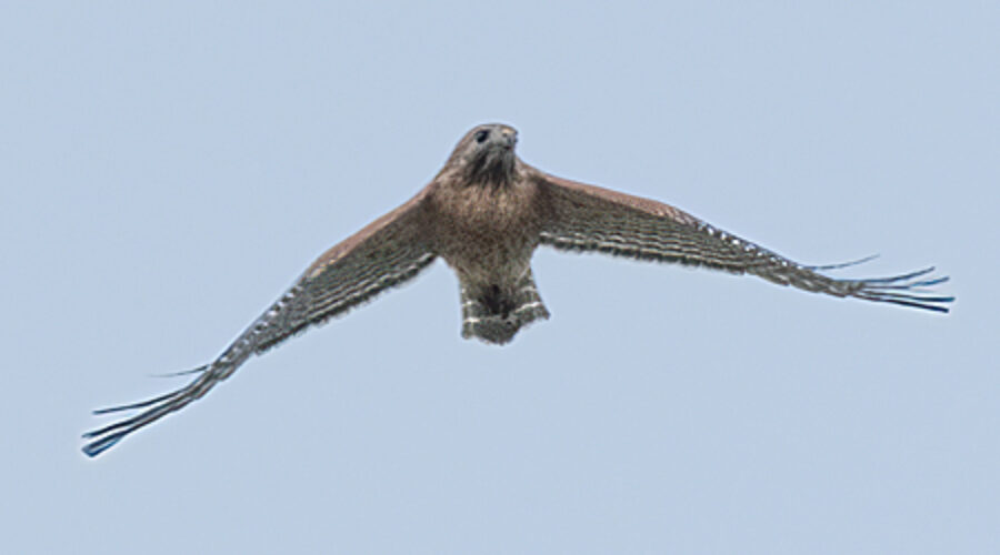 Red-shouldered Hawk in Flight