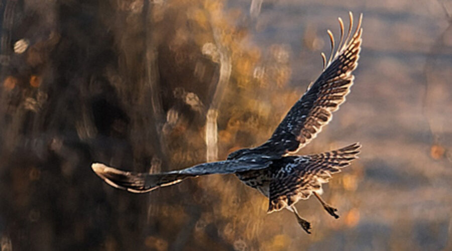 Red-tailed Hawk in flight