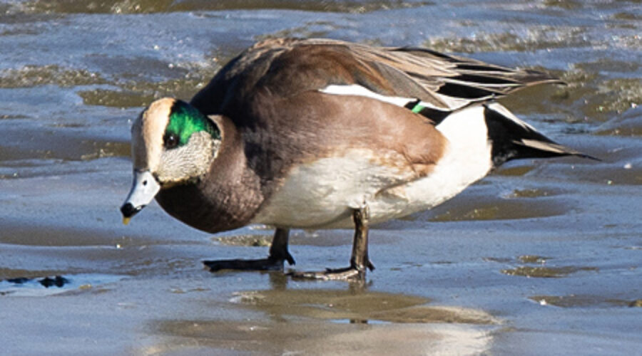 American Wigeon on frozen water