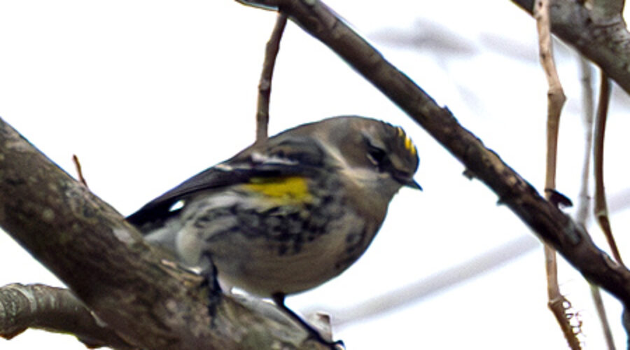Yellow-rumped Warbler on branch