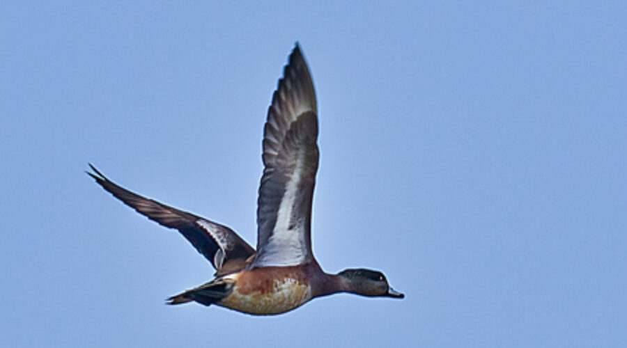 American Wigeon in flight
