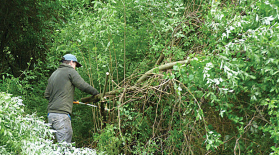 Volunteer cutting thicket of Autumn Olive