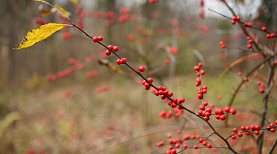 Winterberry