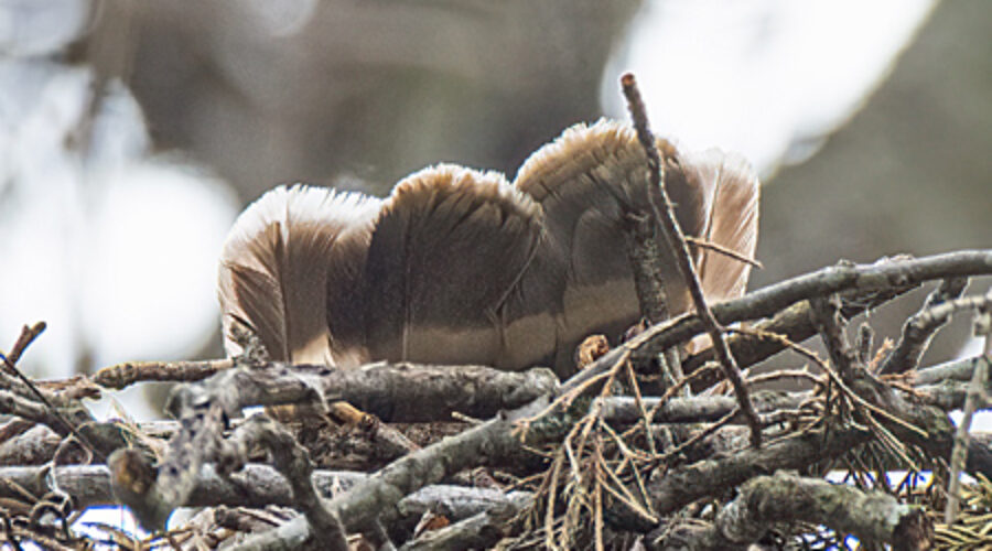 Red-shouldered Hawk on nest.