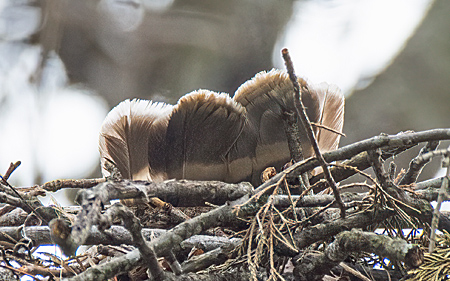 First-of-season Migrants and Breeding Birds at Banshee Reeks - Loudoun ...