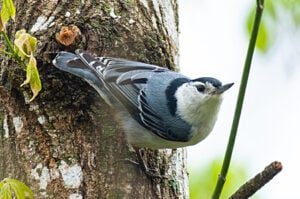 White-breasted Nuthatch on tree trunk