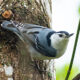 Birding Banshee