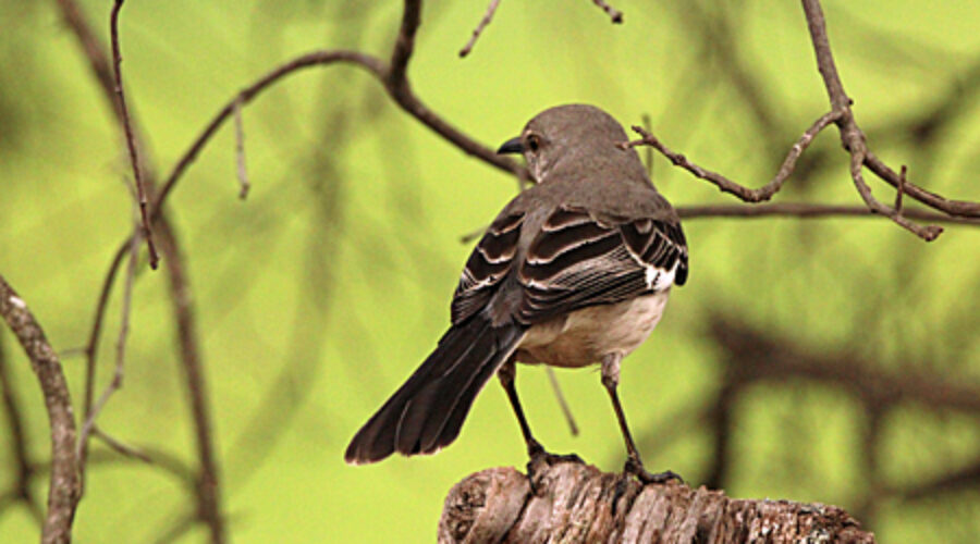 Northern Mockingbird on a snag.