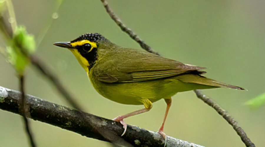 Kentucky Warbler