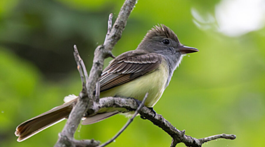 Great Crested Flycatcher sitting on branch.