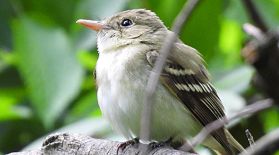 Empidonax Flycatcher on branch