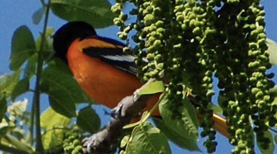 Baltimore Oriole among the greenery