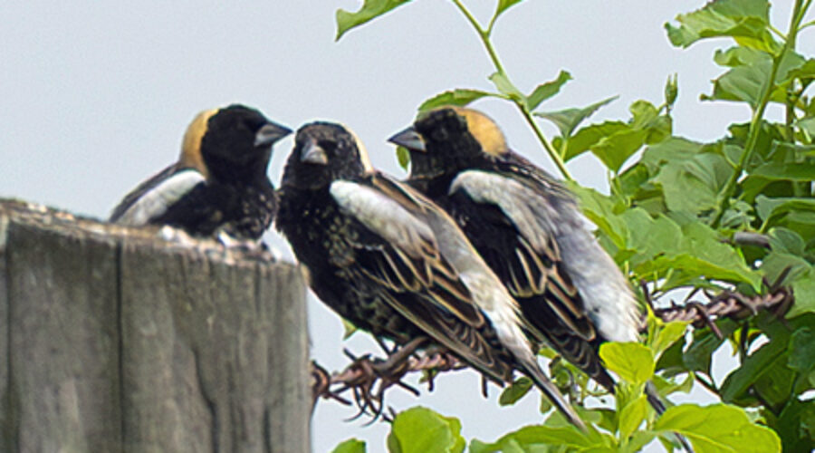 Three Bobolinks