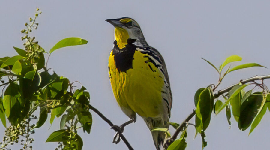 Eastern Meadowlark in wild cherry tree