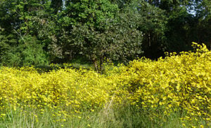 Vernal pool with blooming Bidens