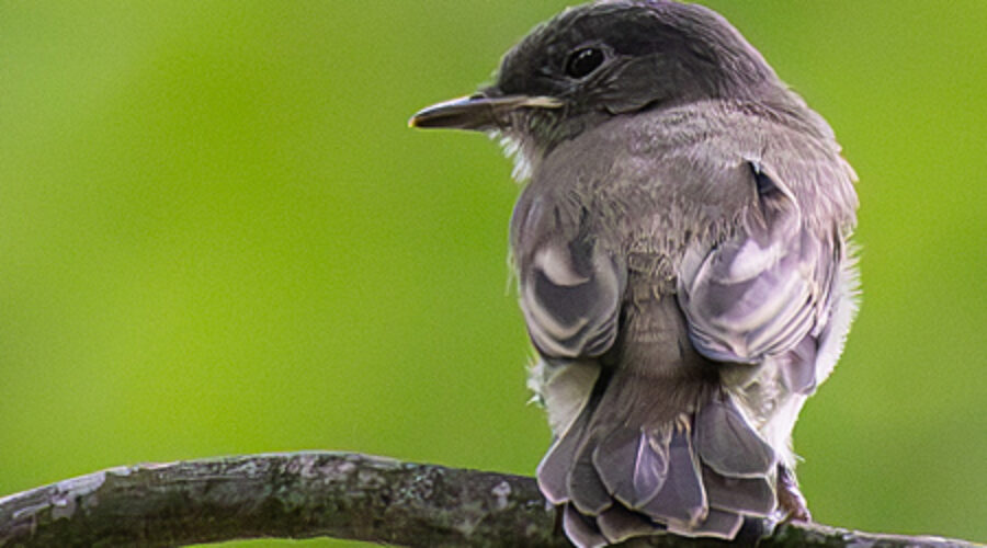 Young Eastern Phoebe on branch