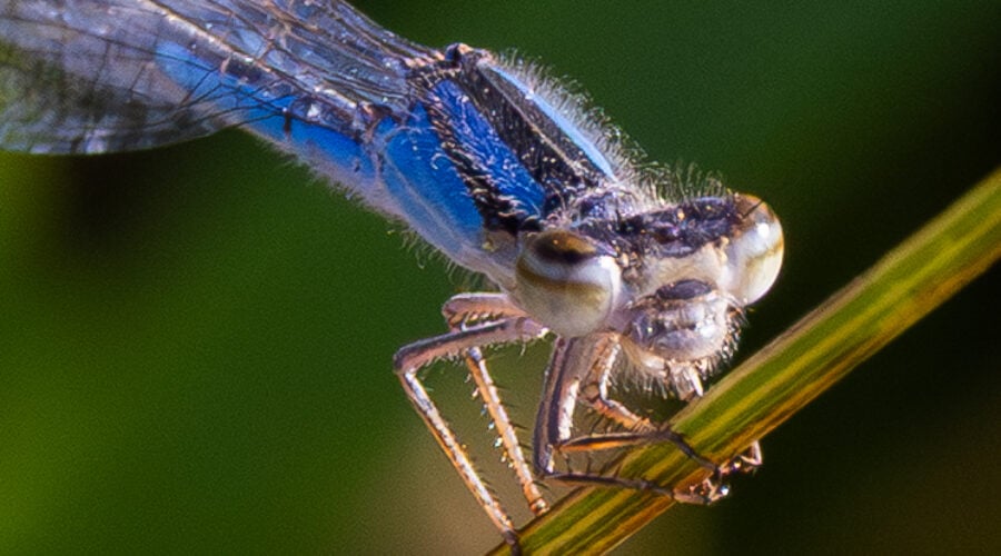 Close up of Familiar Bluet