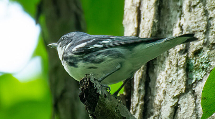 Cerulean Warbler perched on a branch