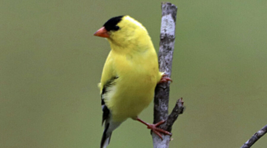 American Goldfinch
