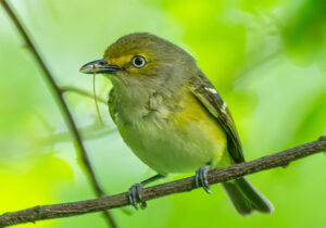 White-eyed Vireo