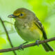 Birding Sweet Run
