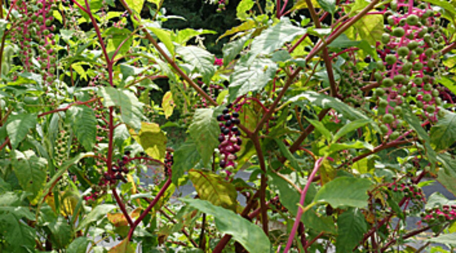 Pokeweed plant with berries