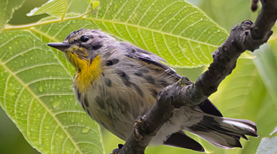 Yellow-throated Warbler