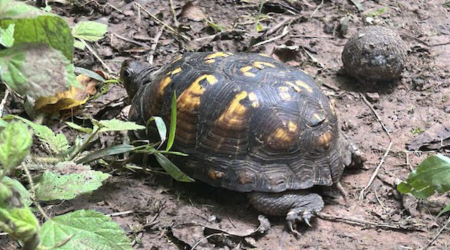 Eastern Box Turtle