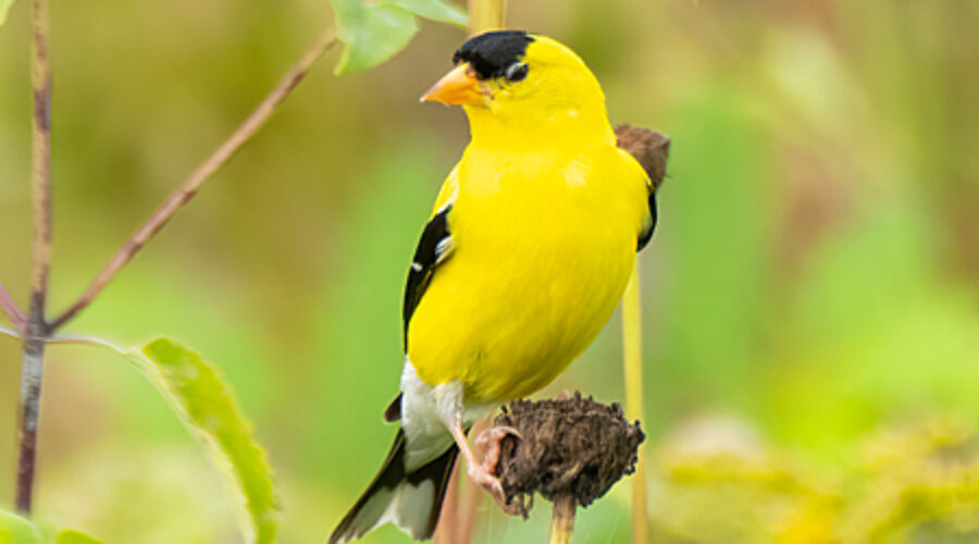 American Goldfinch on stalk