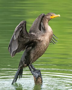 Double-crested Cormorant perched