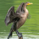 Birding Algonkian