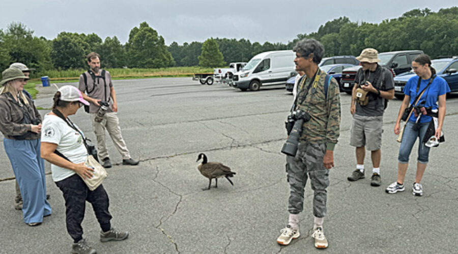 Birders with Canada Goose