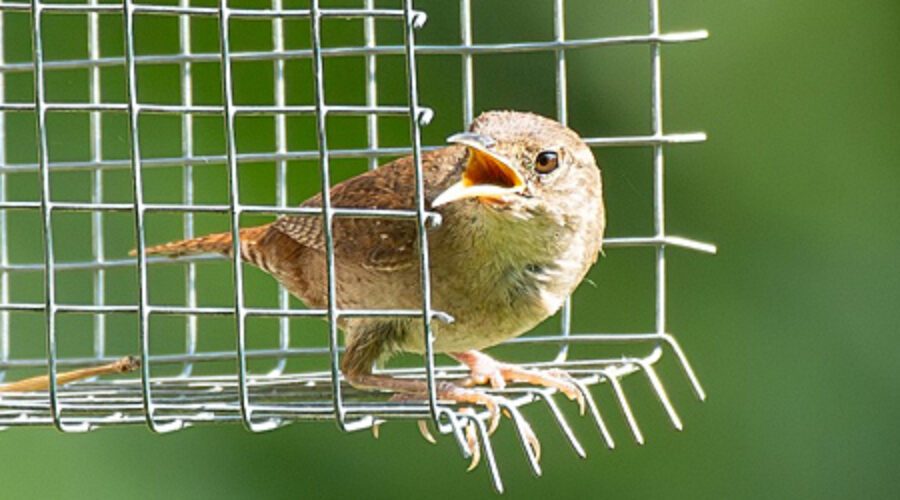 Northern House Wren in snake guard
