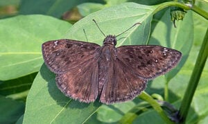 Horace's Duskywing butterfly
