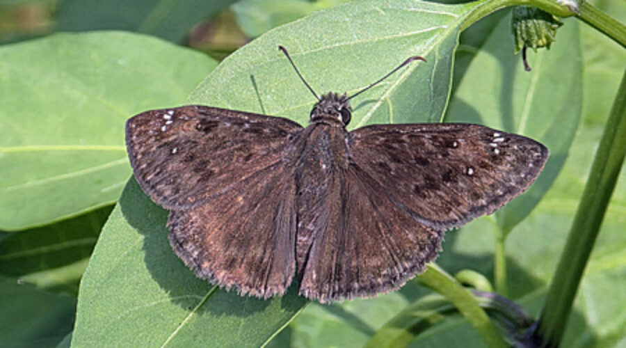 Horace's Duskywing butterfly