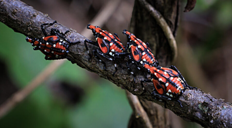 Immature Spotted Lanternflies