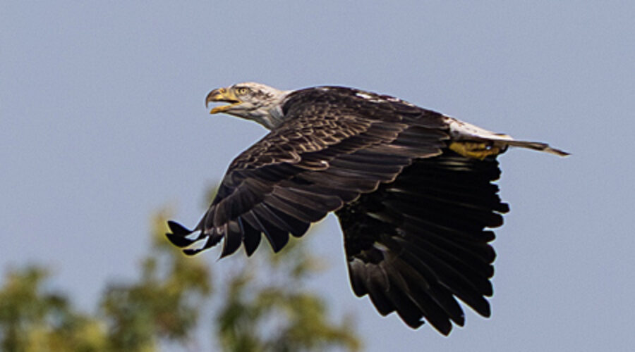 Bald Eagle in flight.