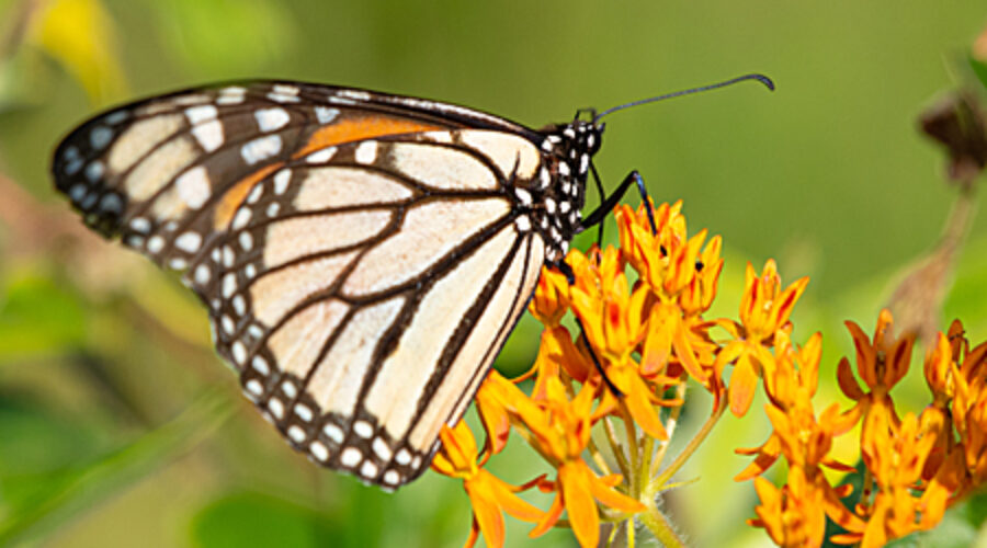 Monarch butterfly