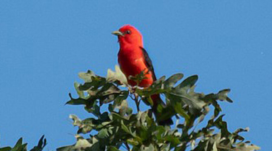 Scarlet Tanager on tree top
