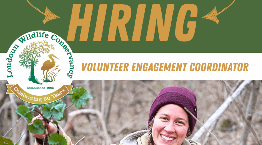 Loudoun Wildlife Conservancy is Hiring: Volunteer Engagement Coordinator