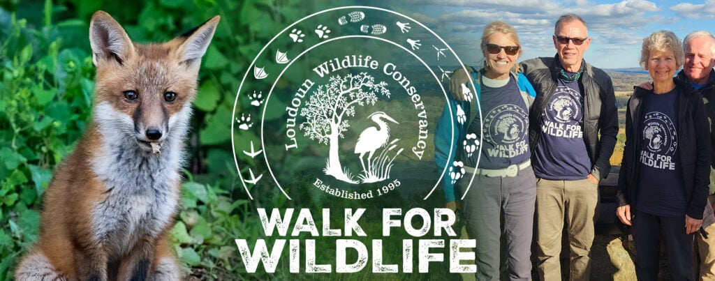 Walk for Wildlife: Start Here