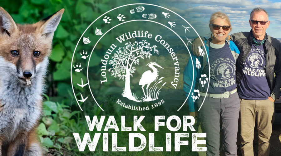Walk for Wildlife: Start Here