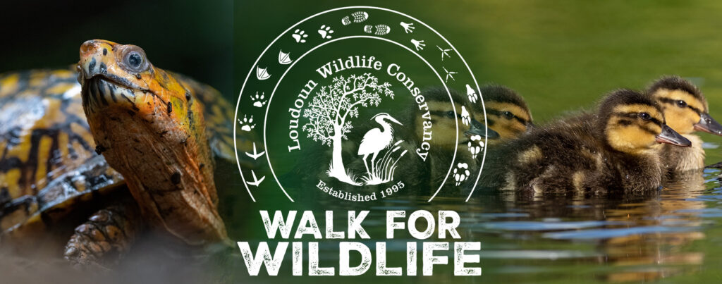 Walk for Wildlife banner 3