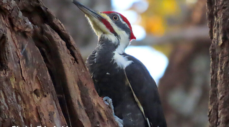 Woodpecker