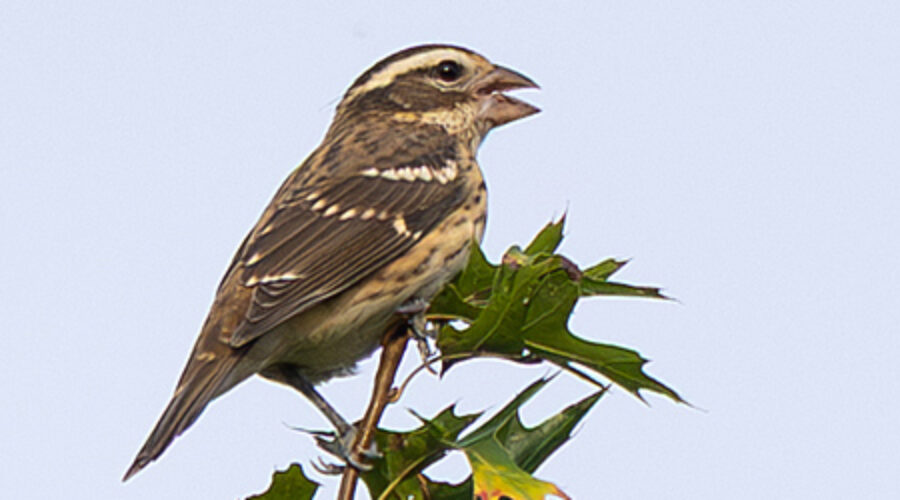 Female Rose-breasted Grosbeak