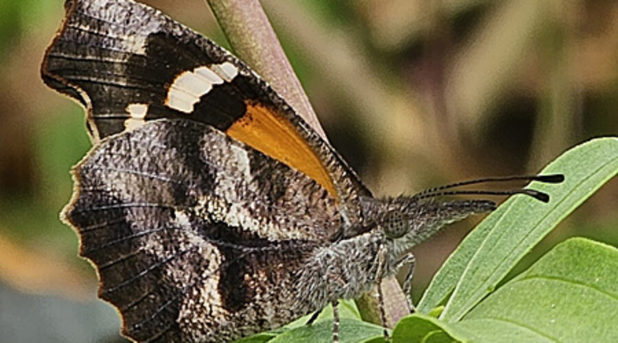 American Snout butterfly