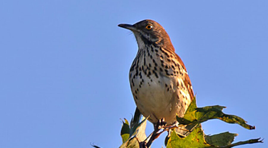 Brown Thrasher
