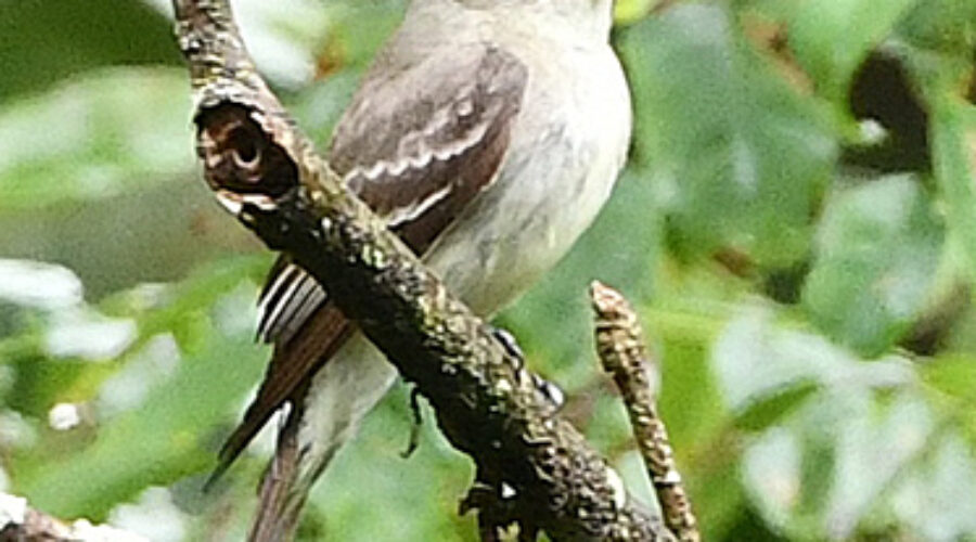 Least Flycatcher